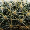 Mammillaria _rekoi _ssp. leptacantha (yellow spined form) 03